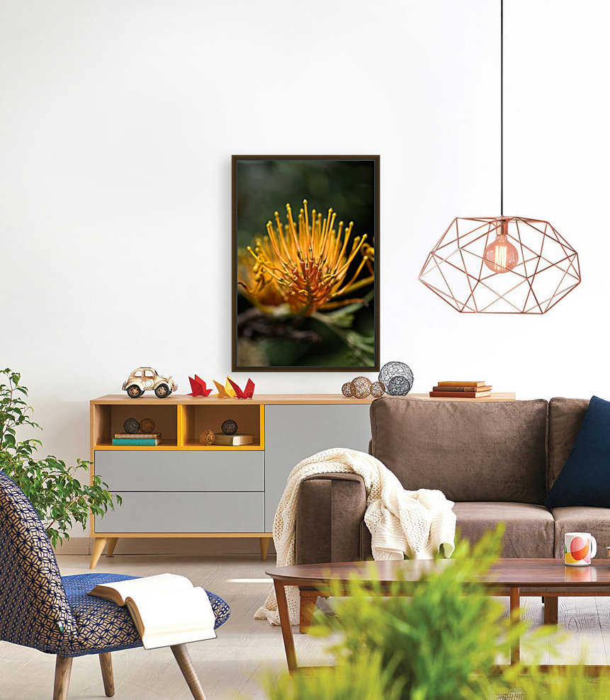 Grevillea Robusta Reproduction