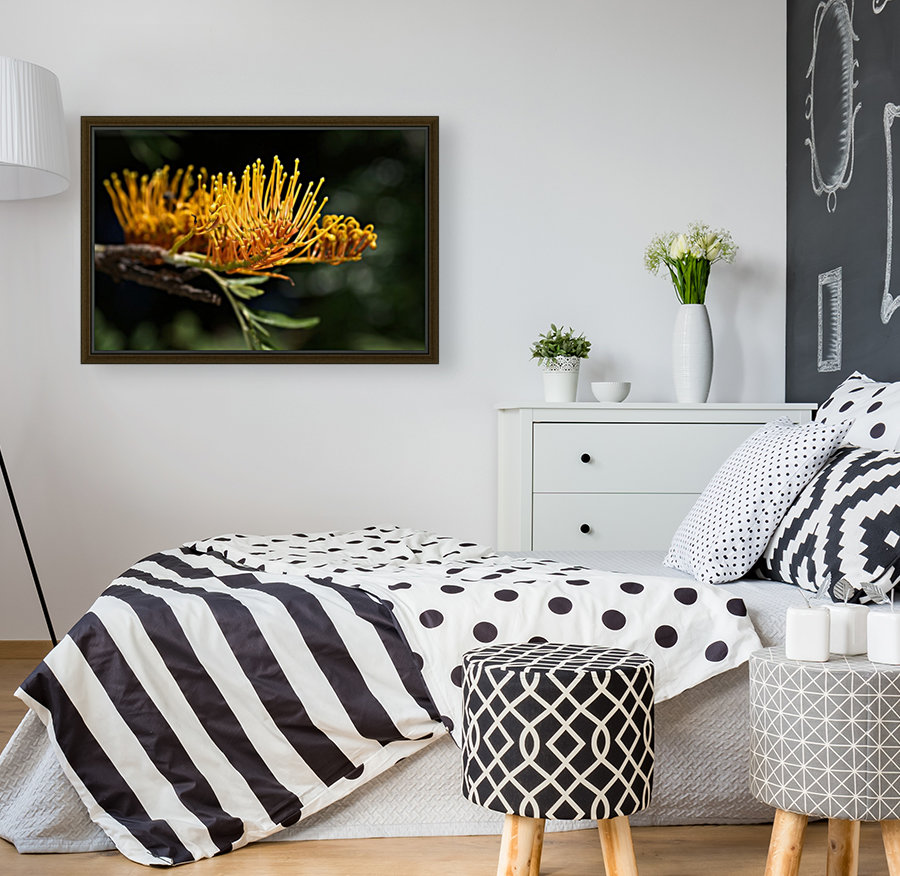 Tree Grevillea Robusta Reproduction