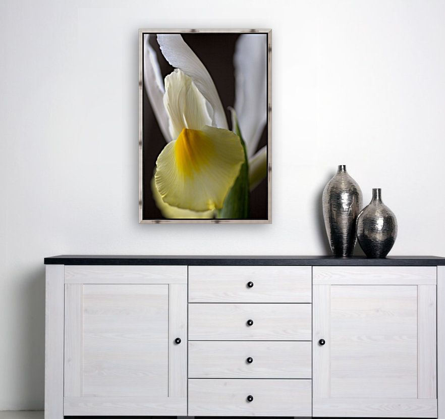 Iris Yellow And White Reproduction