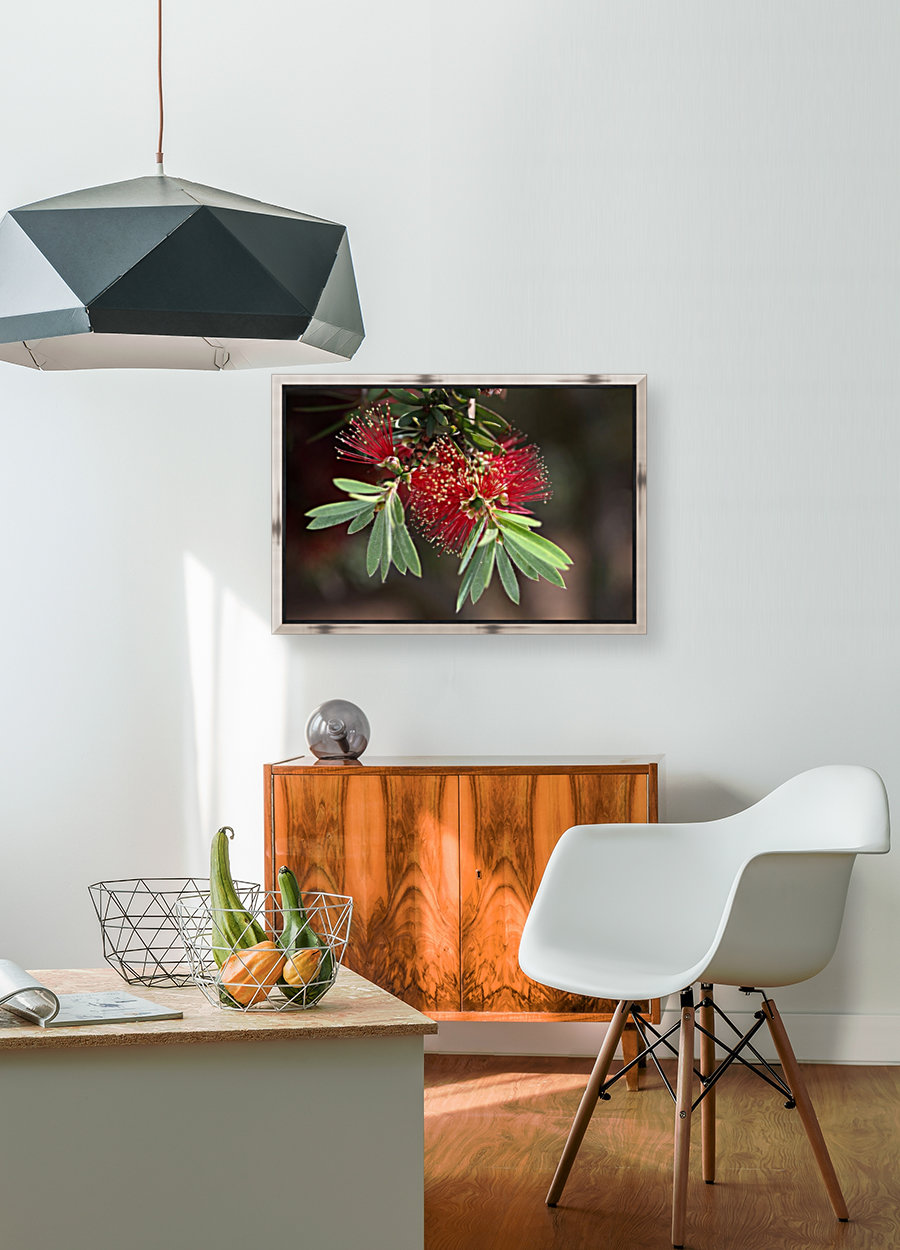 Bottlebrush Flower Reproduction