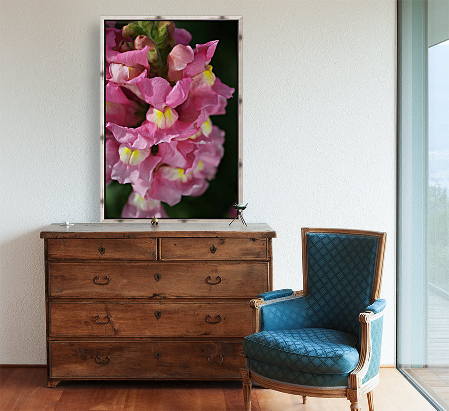 Snapdragon Pink Reproduction