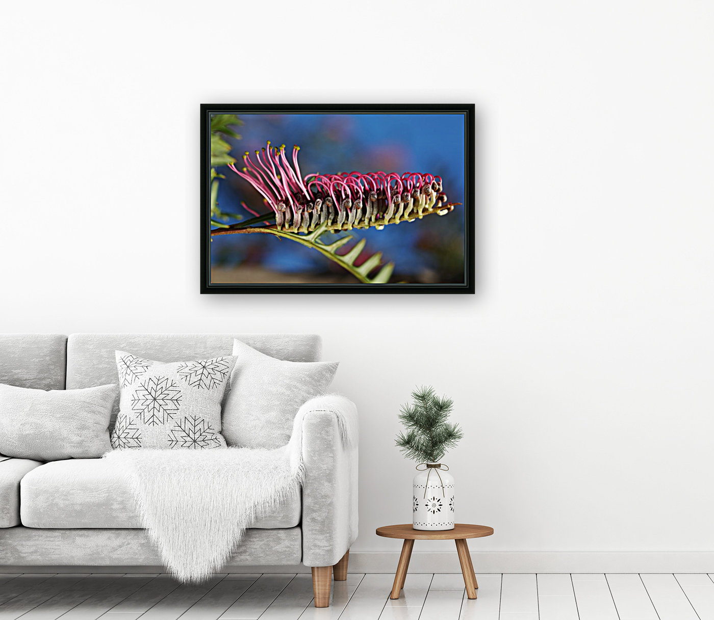 Diving Grevillea Flower Reproduction