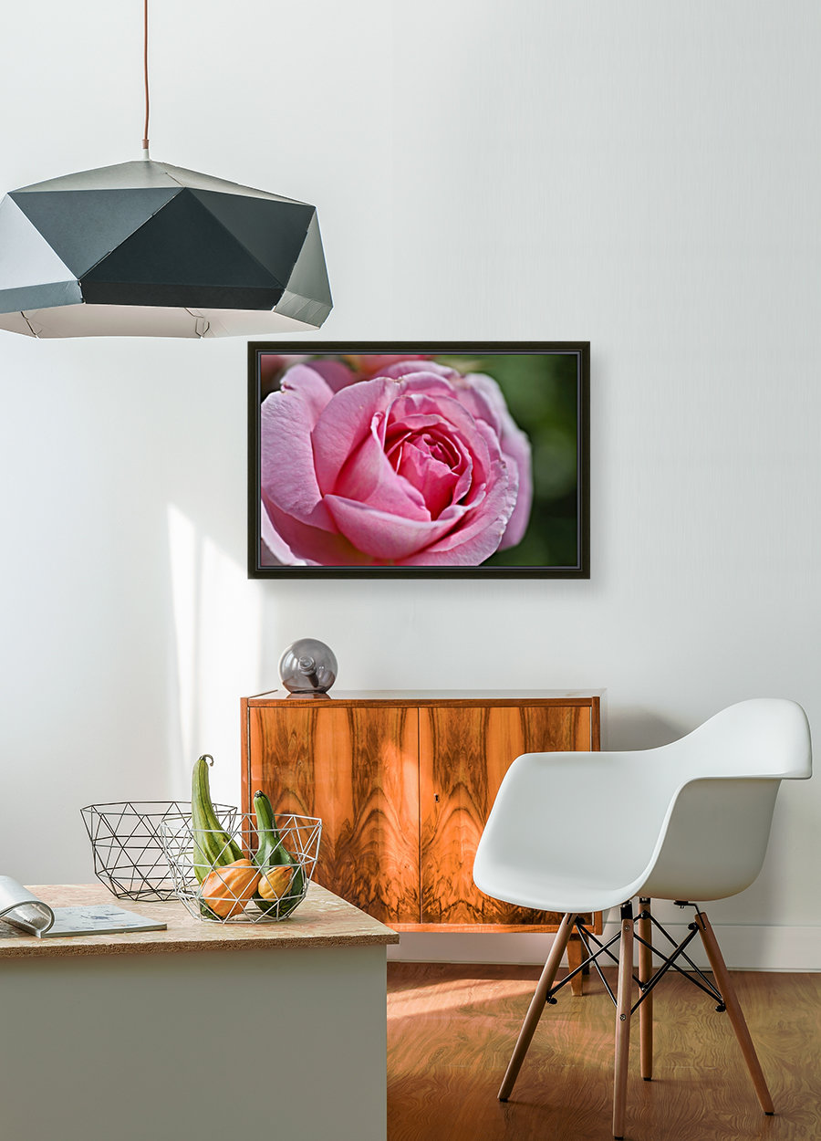Pink Rose Reproduction