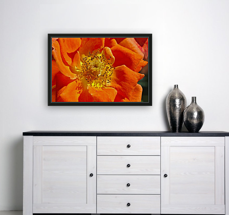 Orange Rose Reproduction