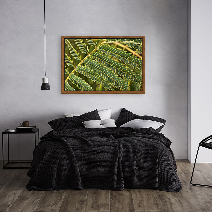 Fern  Reproduction
