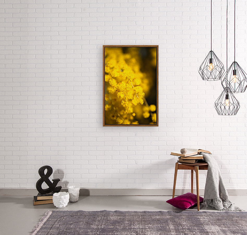 Wattle Tree Flowers Reproduction