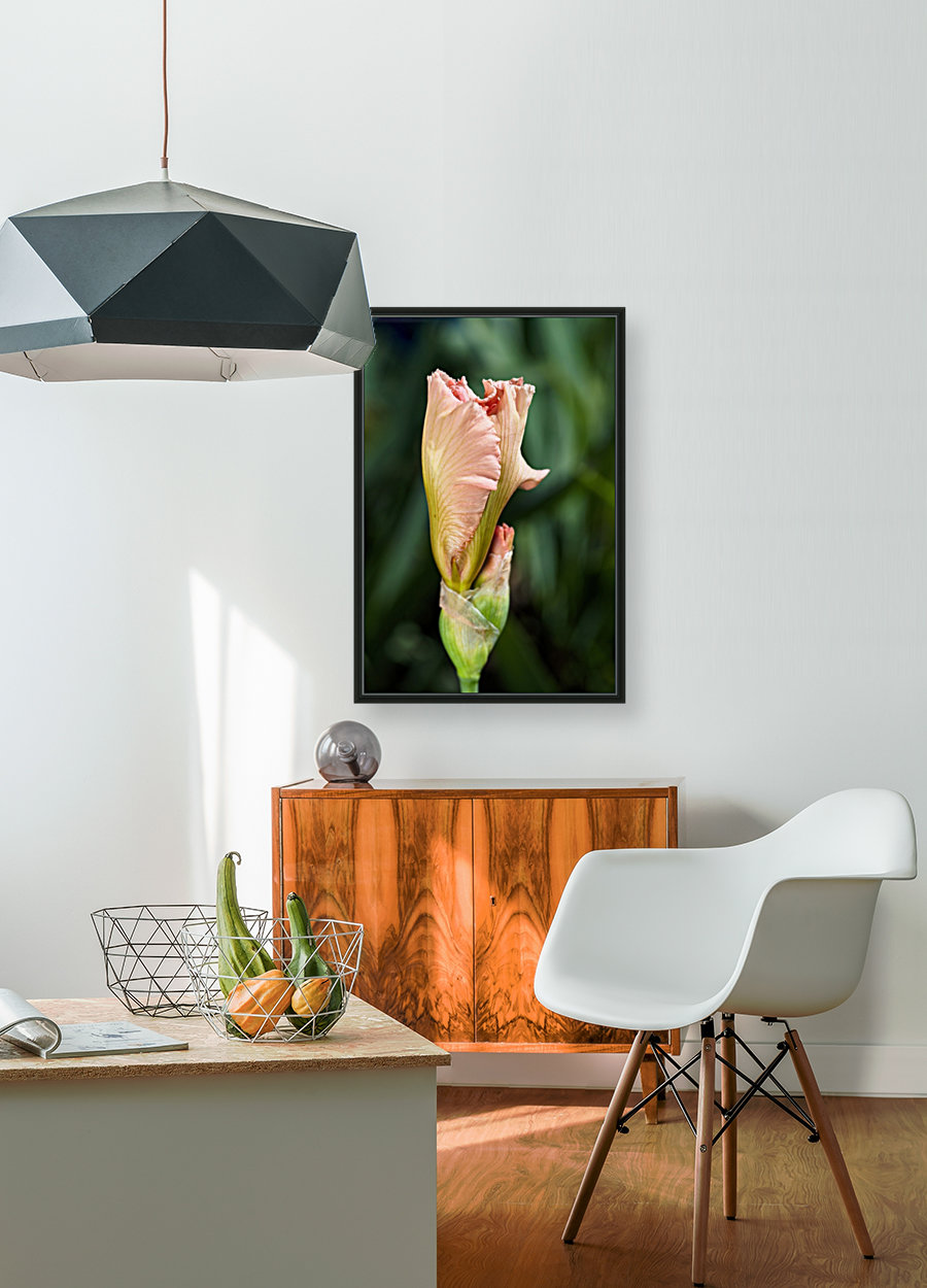 Peach Iris Bud Reproduction