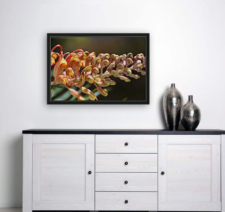 Golden Grevilleas Reproduction