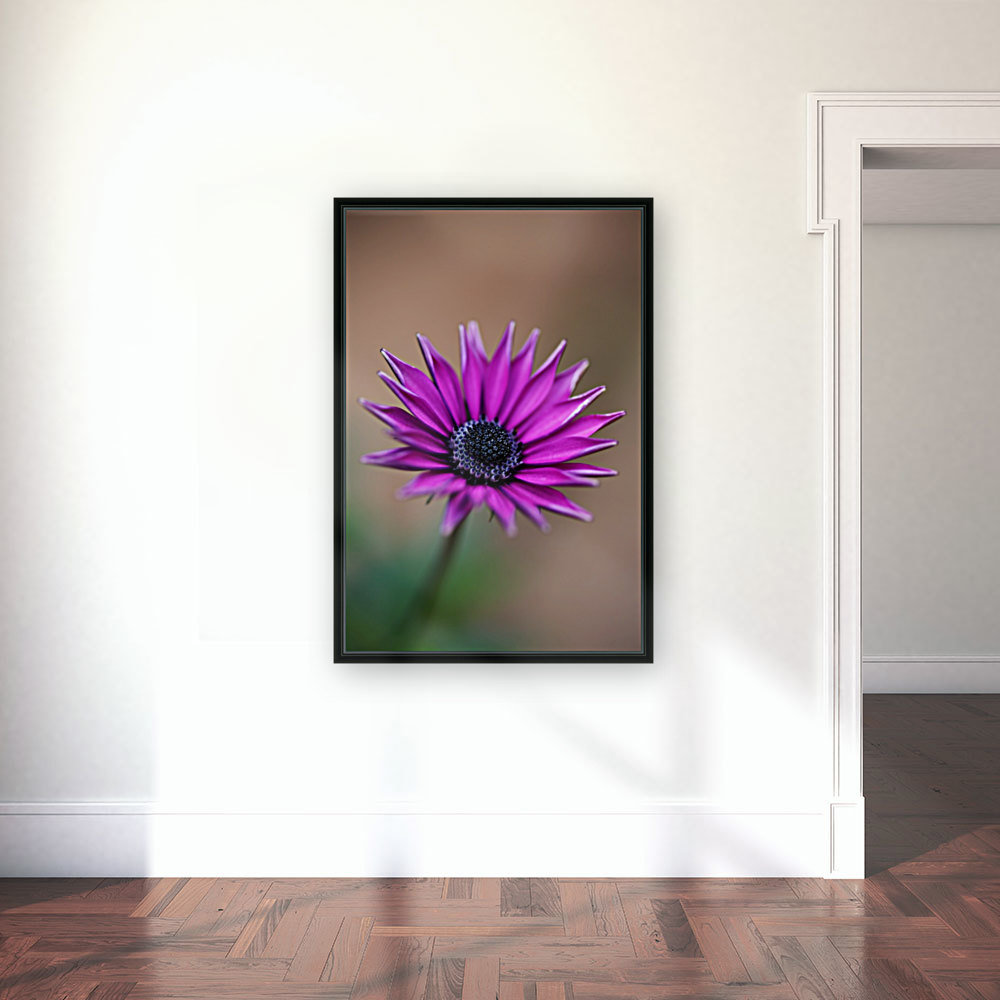 Purple Daisy Reproduction