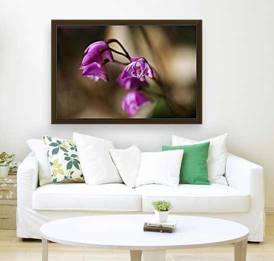 Australian Native Orchid Reproduction