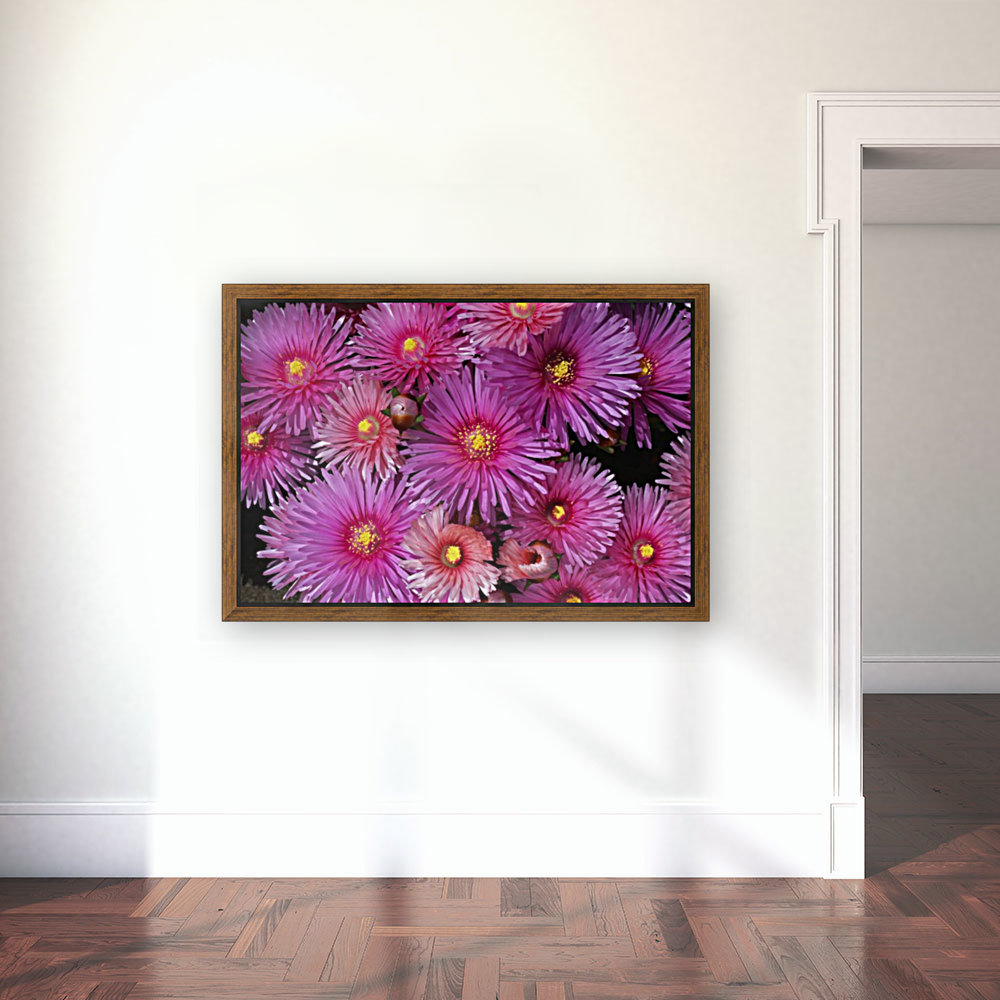 Pink Ice Plant Reproduction