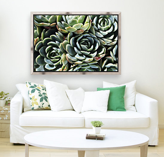 Succulent World Reproduction