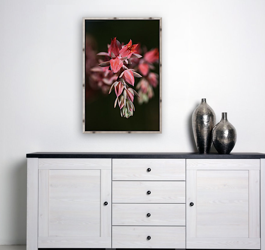 Succulent Flowers Reproduction