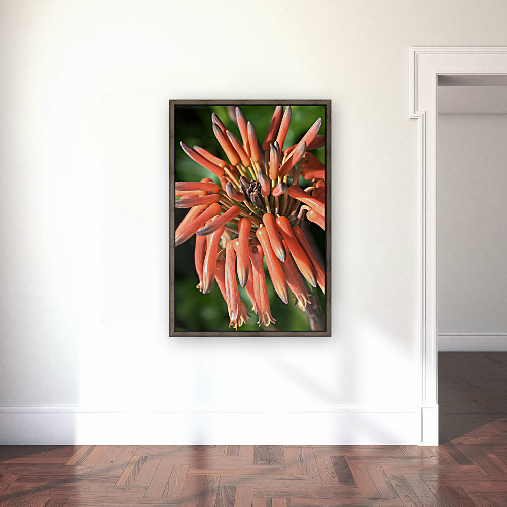 Orange Cactus Flower Reproduction