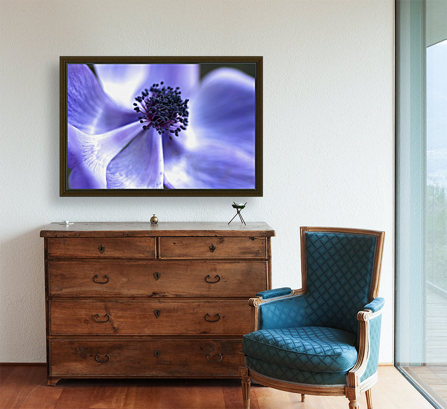 Blue Anemone Reproduction