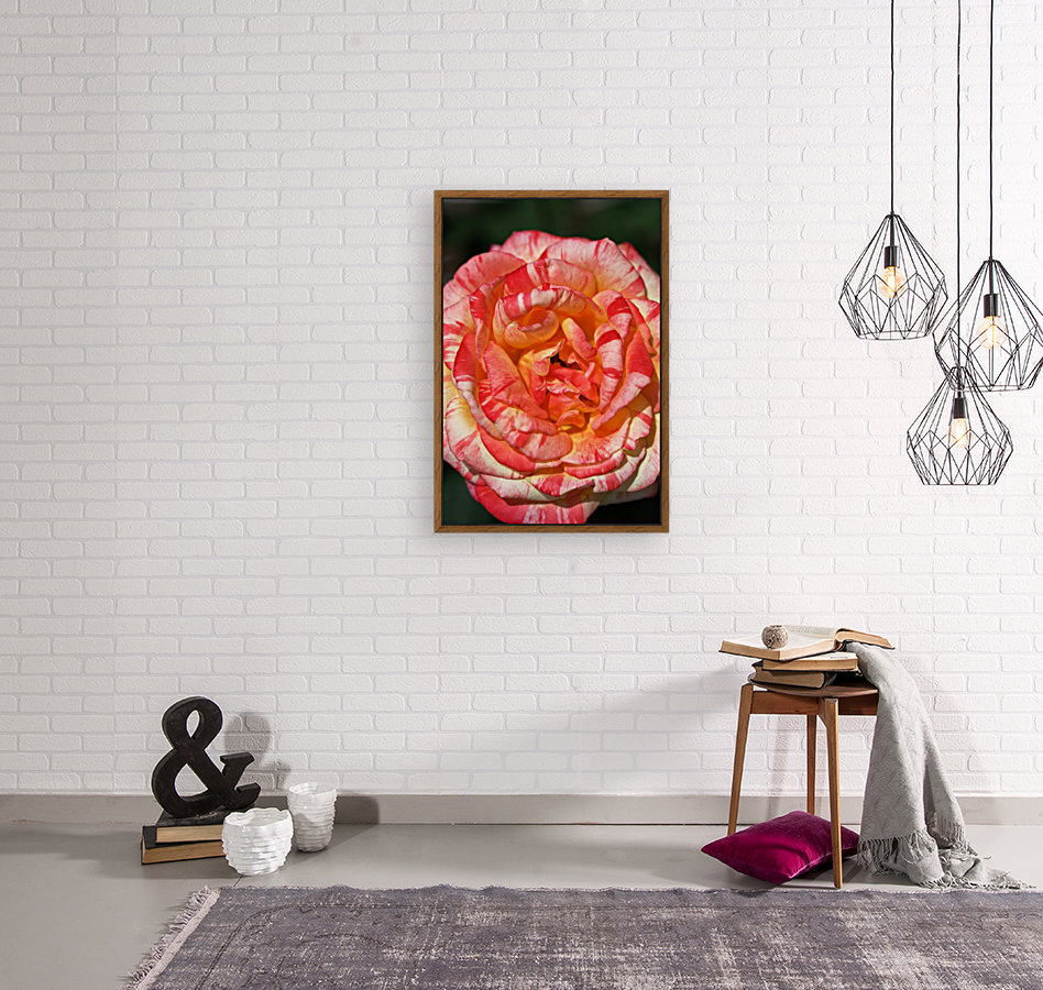 Orange Rose Display Reproduction