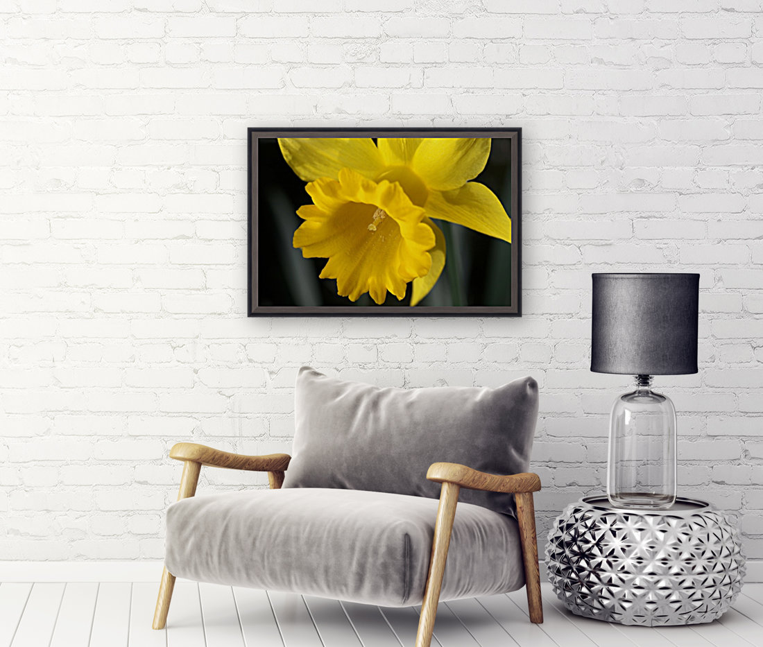 Daffodil  Reproduction