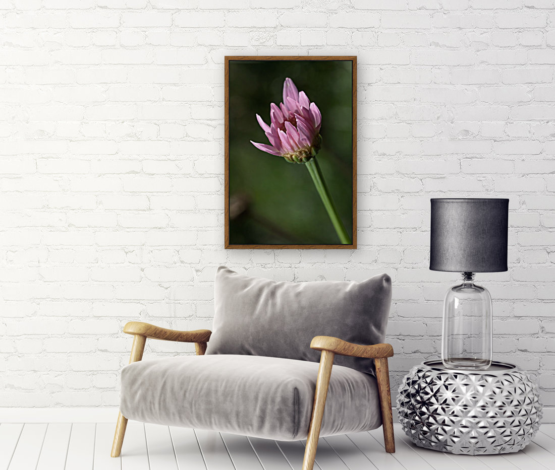Pink Daisy Bud Reproduction
