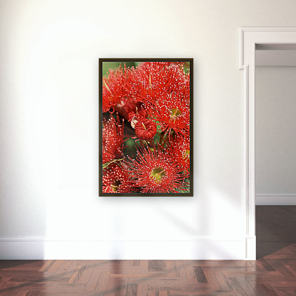 Red Eucalyptus flowers Reproduction