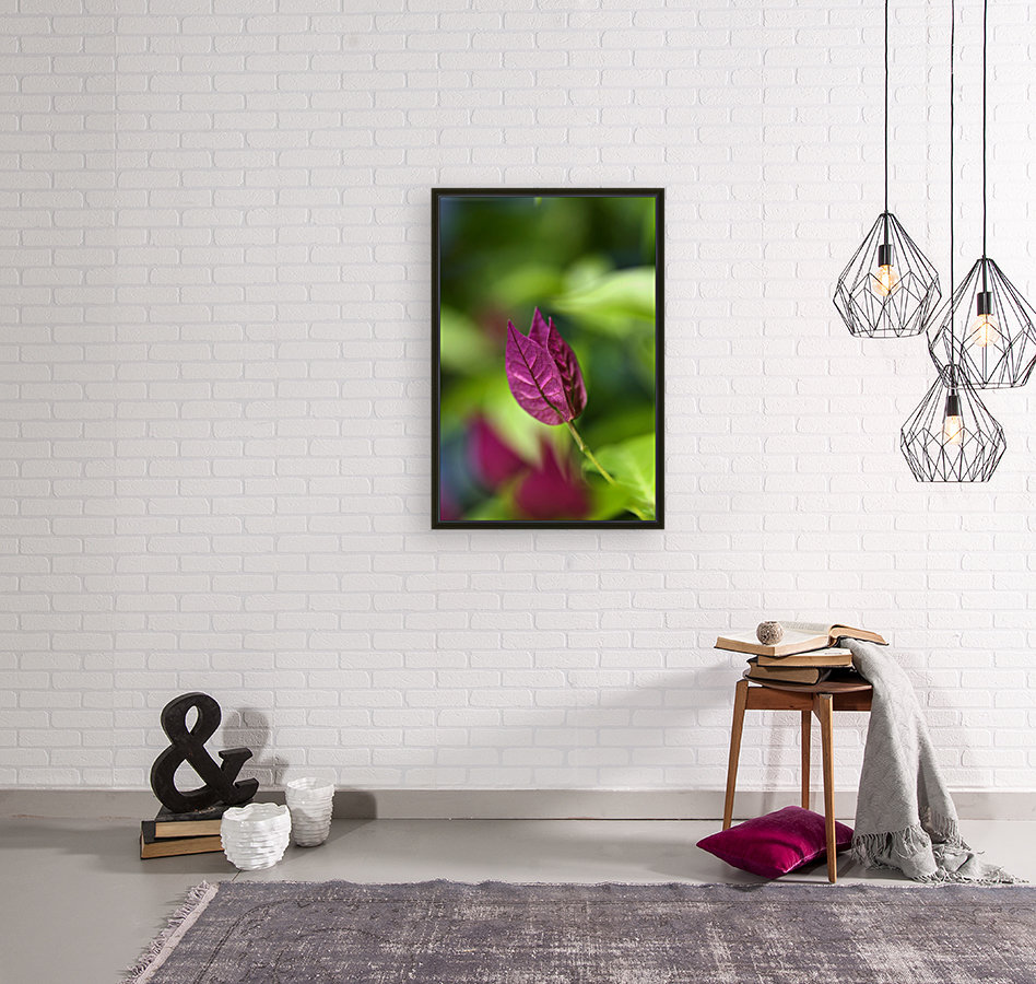 Bougainvillea  Reproduction