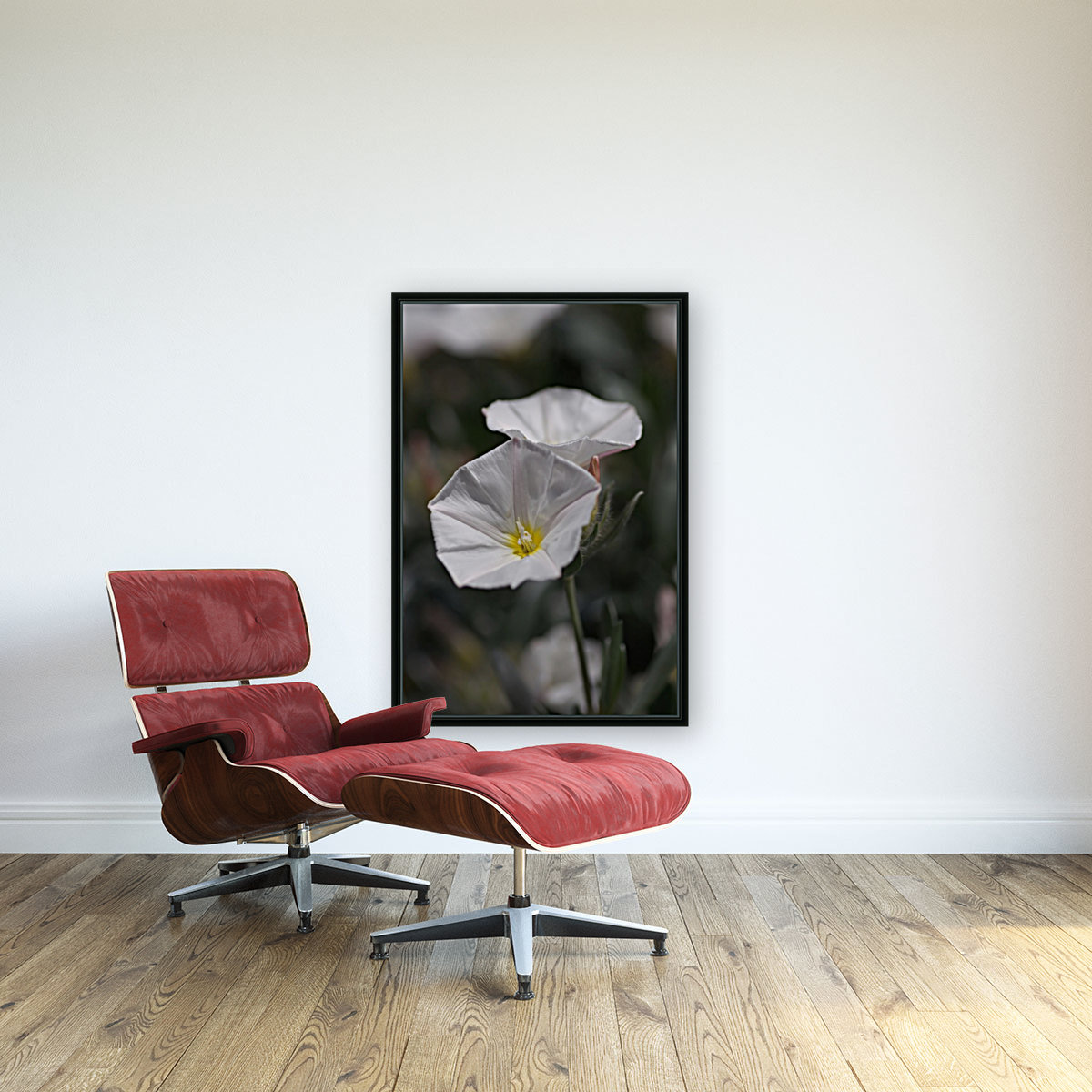 Morning Glory Reproduction