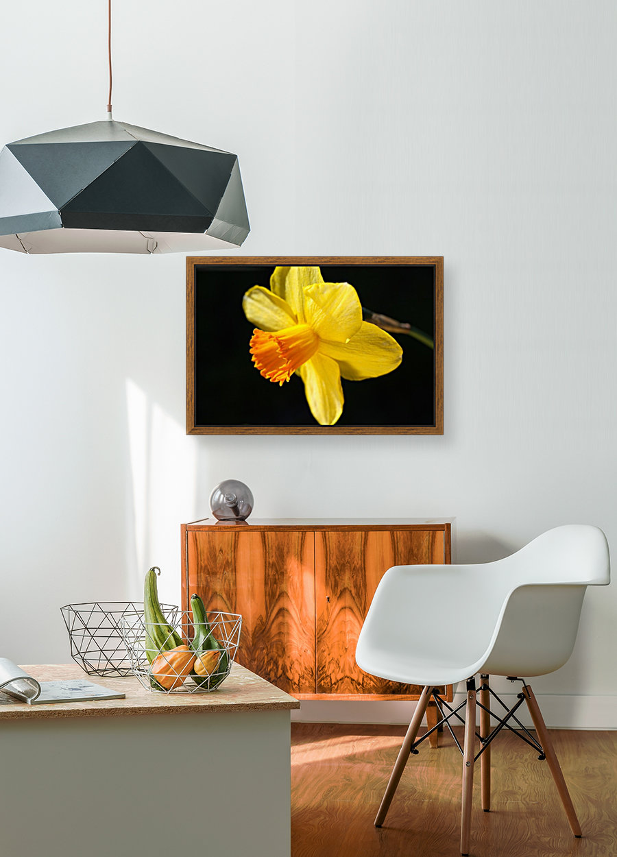Daffodil Yellow Reproduction