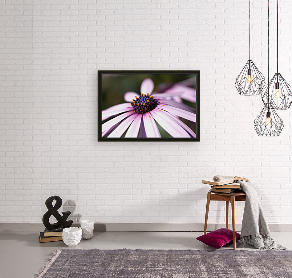 Daisy Pink Reproduction