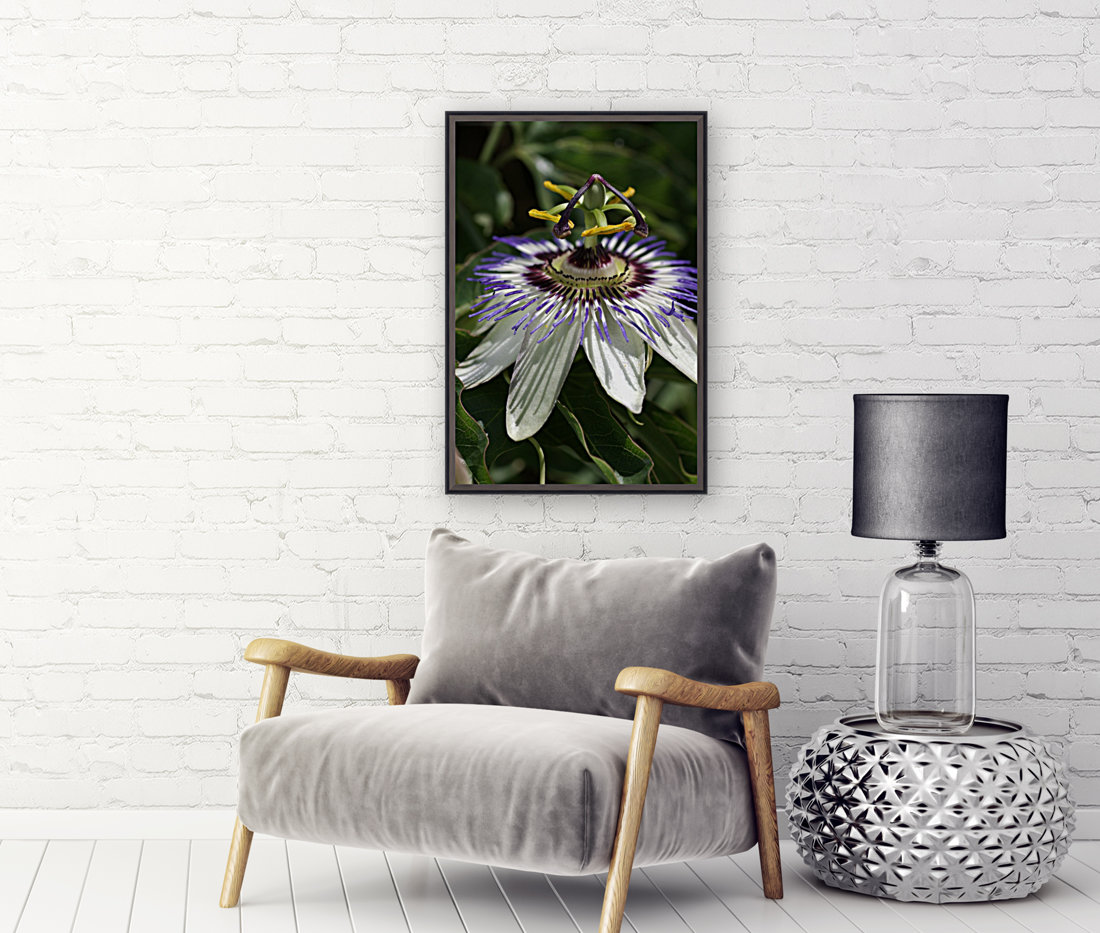 Passion Flower Reproduction