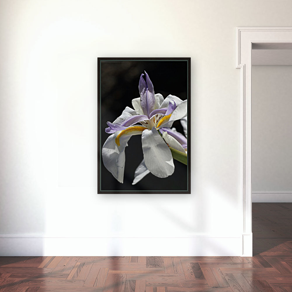 Iris White and Yellow Reproduction