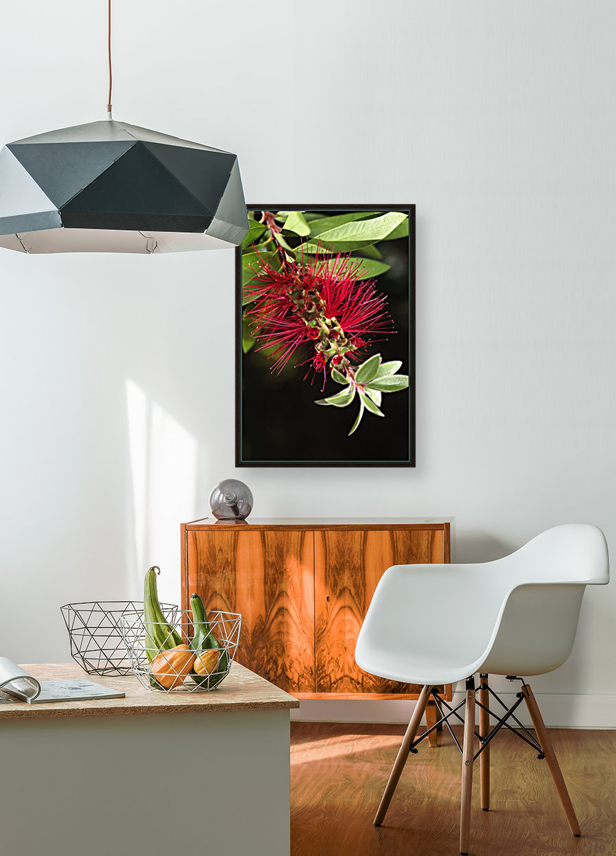 Australian Red Bottlebrush Flower Reproduction