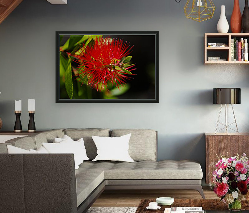 Bottlebrush Flower Red Reproduction