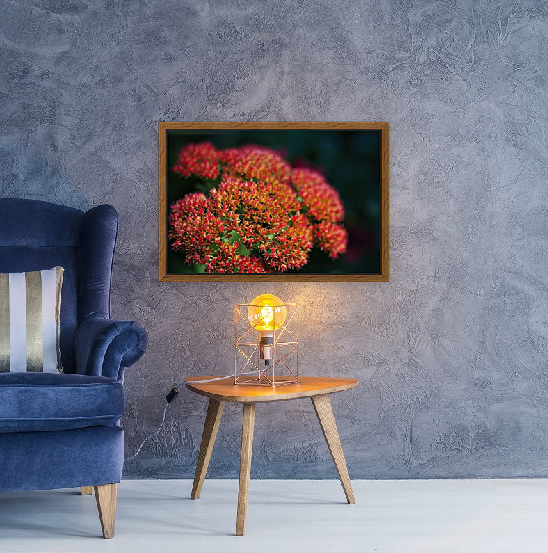 Sedum Plant Reproduction