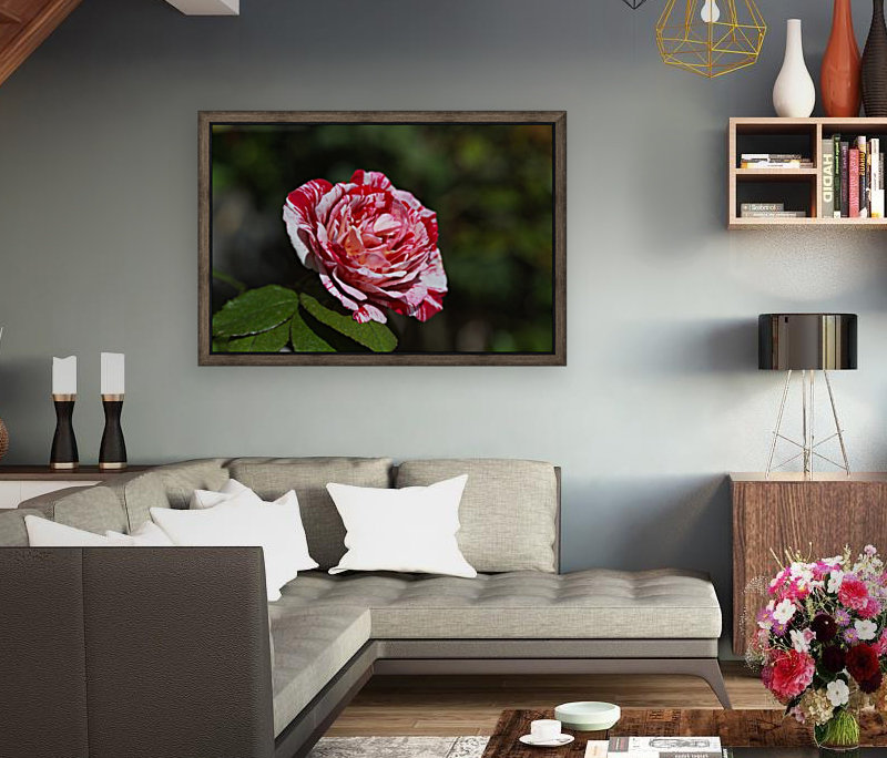 Scentimental Rose  Reproduction