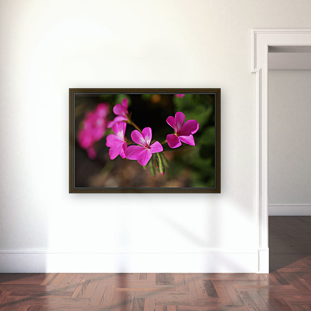 Geraniums In Pink Reproduction