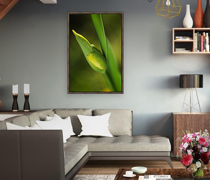Tulip Bud  Reproduction