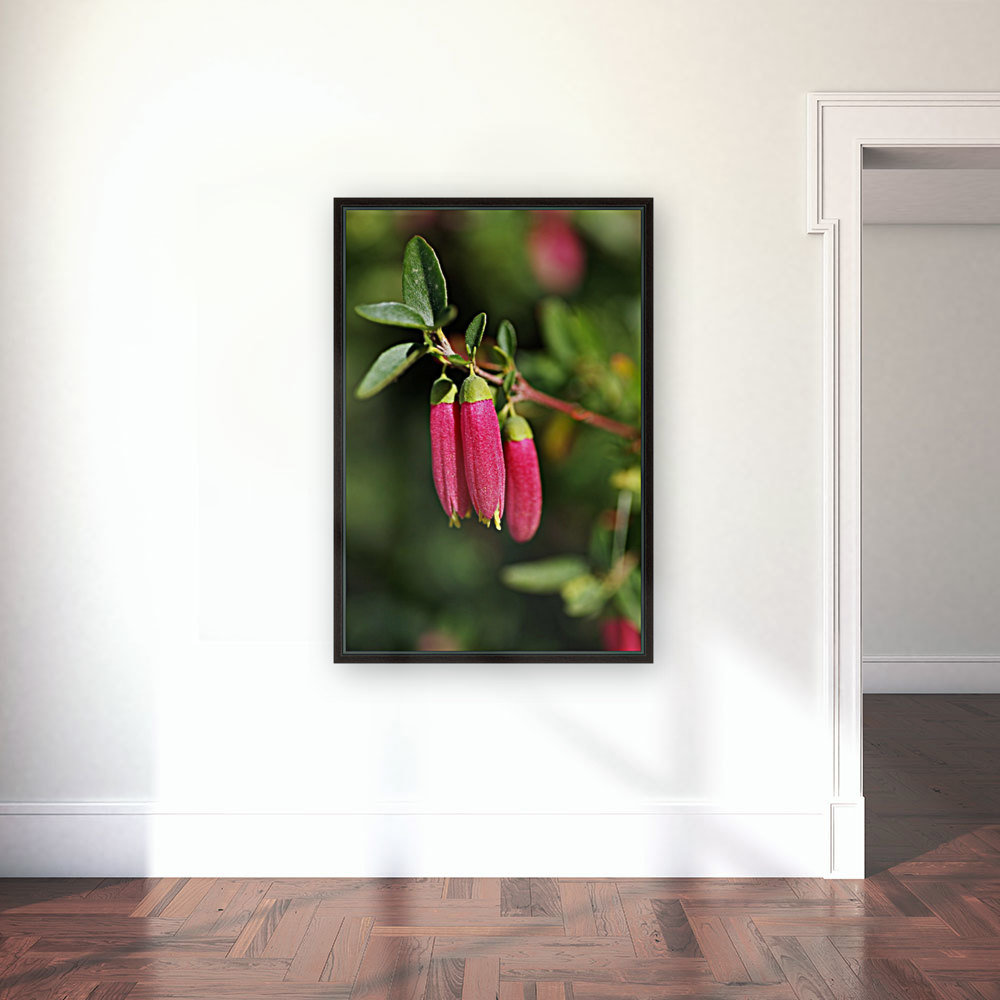 Fuchsia Dusky Bells Reproduction