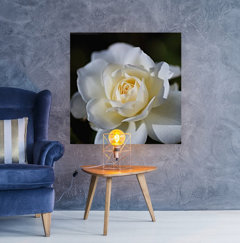 Rose White Reproduction