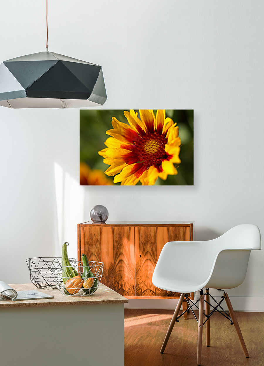 Blanket Flower Blooming Reproduction