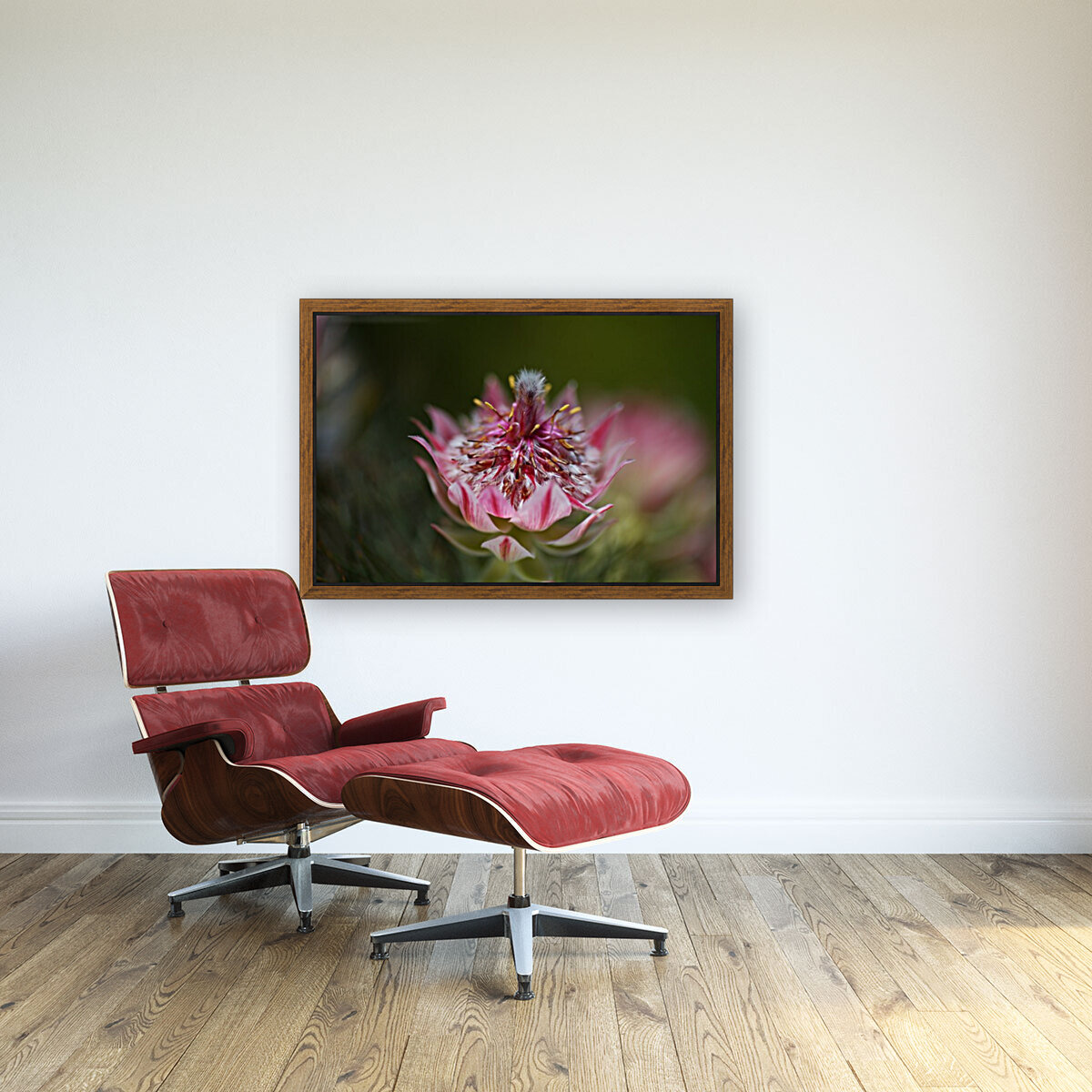 Small And Pink Protea Reproduction