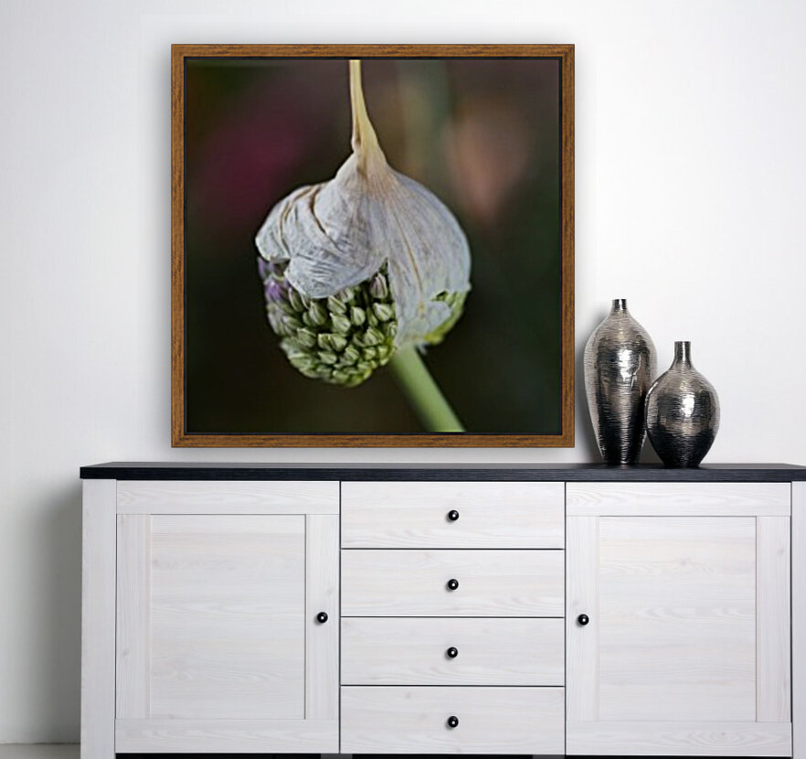 Garlic Bud With Cap Reproduction