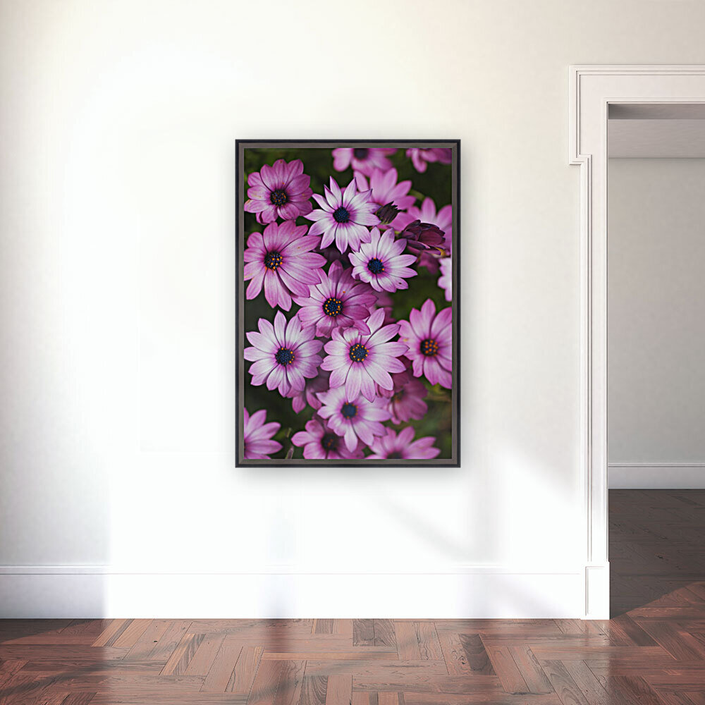 Cape Daisy Display Reproduction