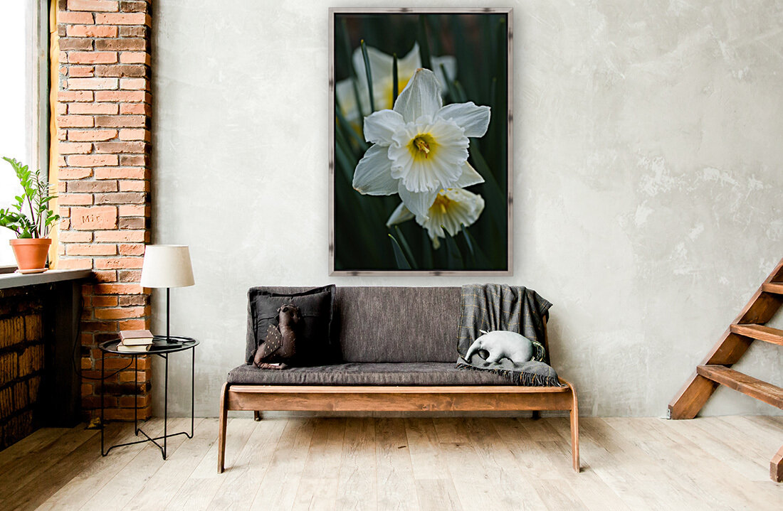 White Cupped Daffodils Reproduction