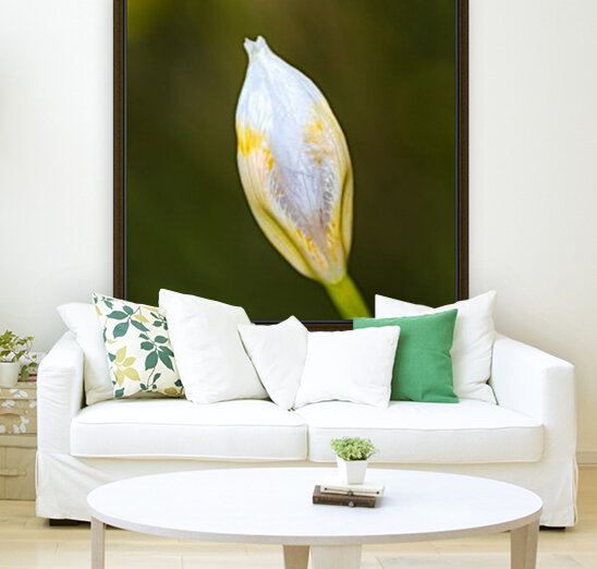 The Iris Bud Reproduction