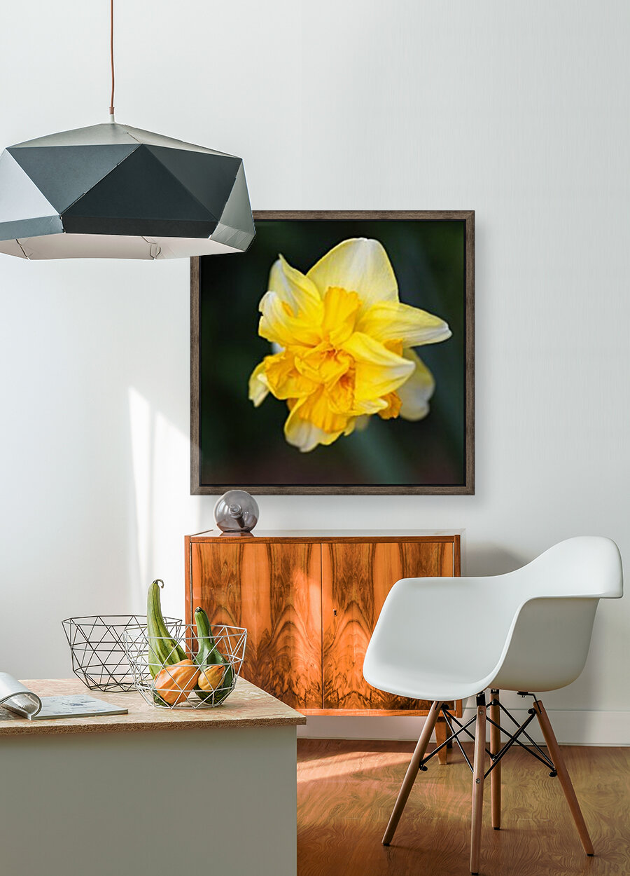 Double Daffodil Yellow Reproduction