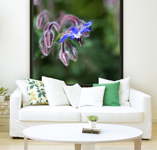 Borage Flower Reproduction