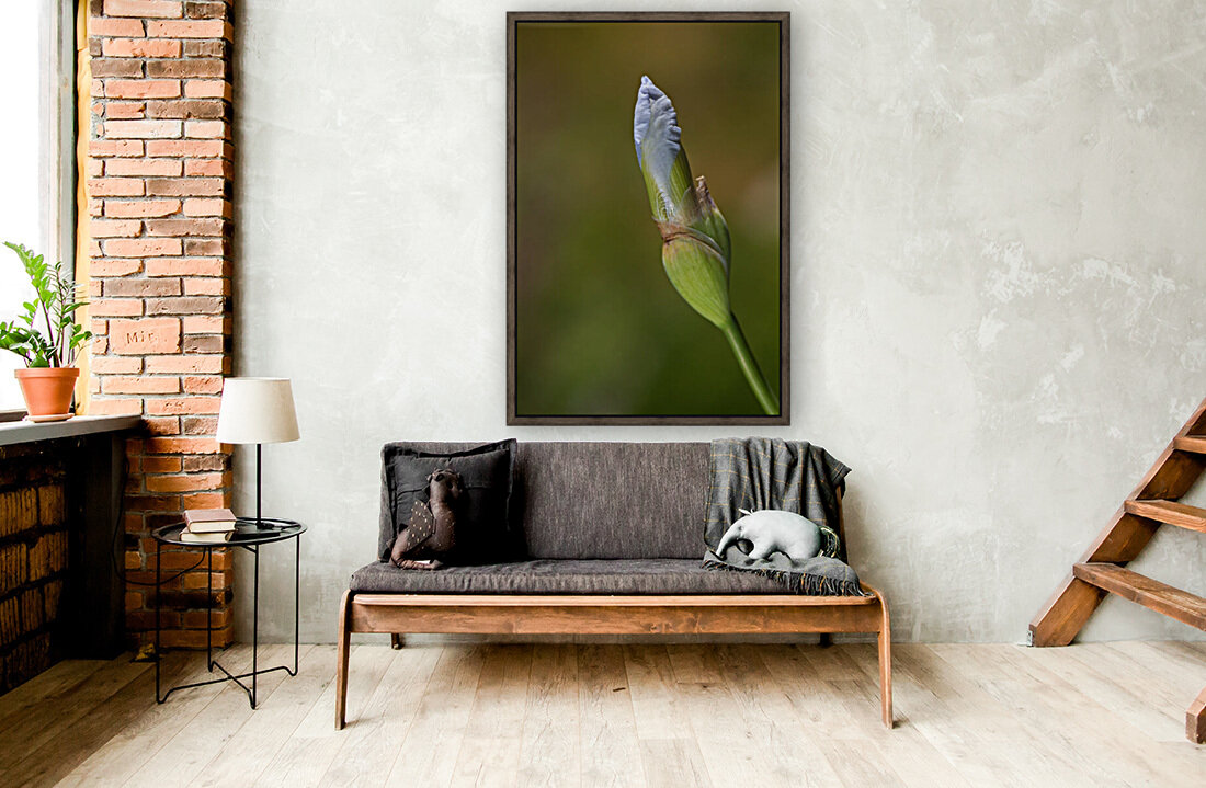 Blue Iris Bud In Spring Reproduction