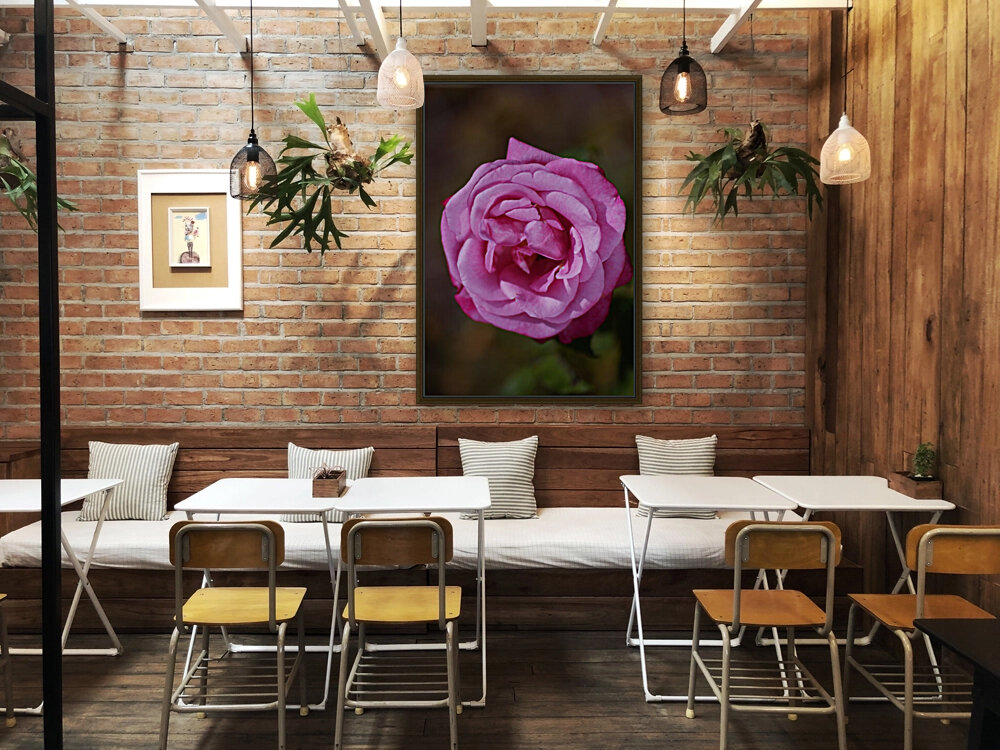 Angel Face Rose Bloom  Reproduction