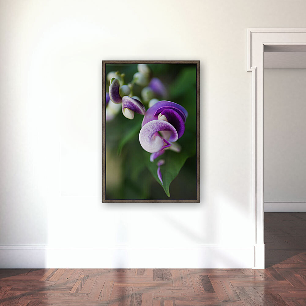 Corkscrew Vine Flower Summer Reproduction
