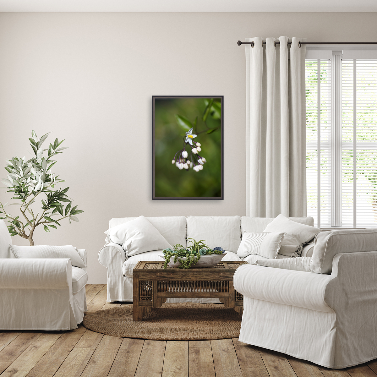 Potato Vine Flowering Reproduction