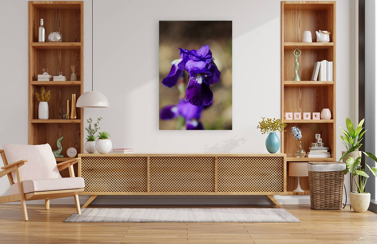 Purple Bearded Iris Sing Reproduction